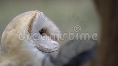 一只黑眼睛和美丽的浅色羽毛的猫头鹰把头转向各个方向，看着